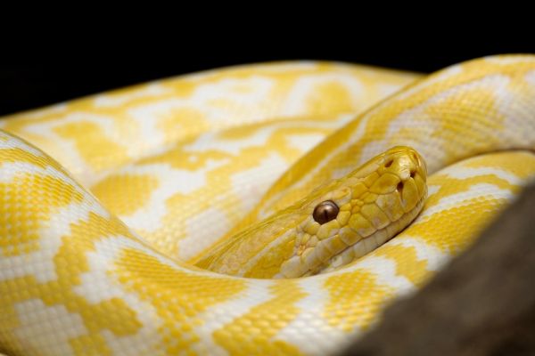 Ratones para reptiles Irún - foto 3
