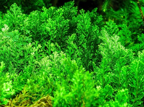 Plantas Naturales Irún - foto 3