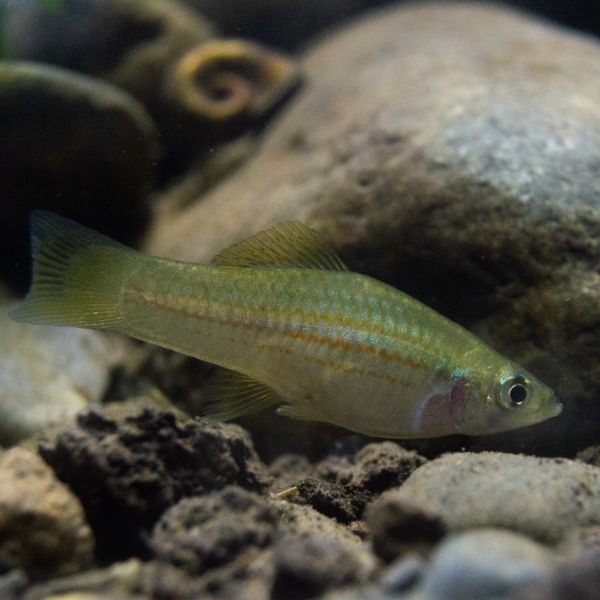 Platy pez tropical Irún - foto 3