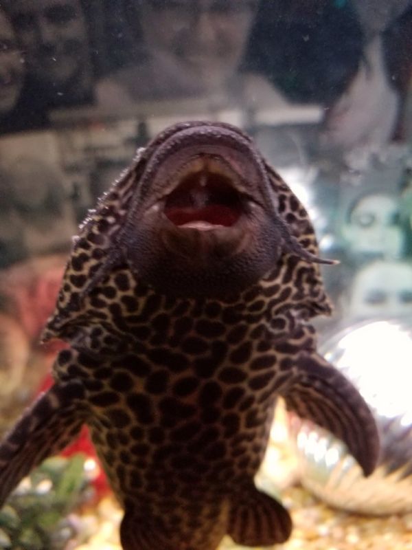 Plecostomus limpiador Irún - foto 2