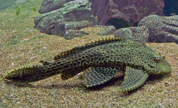 Plecostomus limpiador Irún - foto 3