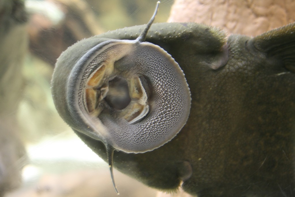Plecostomus limpiador Irun