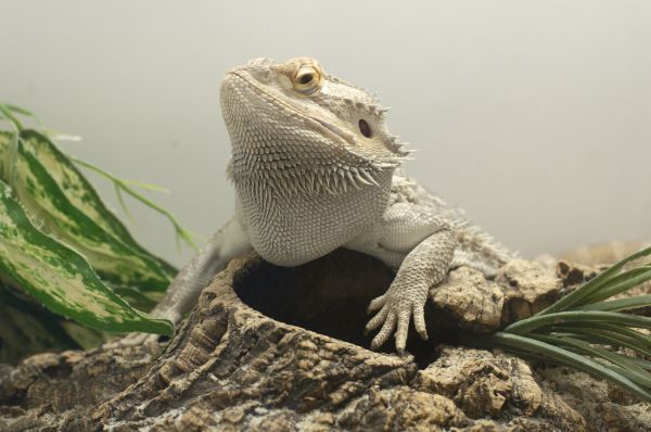 Pogona dragon barbudo Irún - foto 2