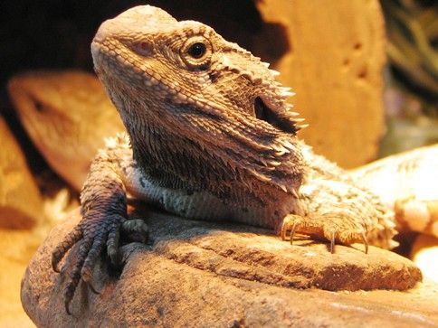 Pogona dragon barbudo Irún - foto 3