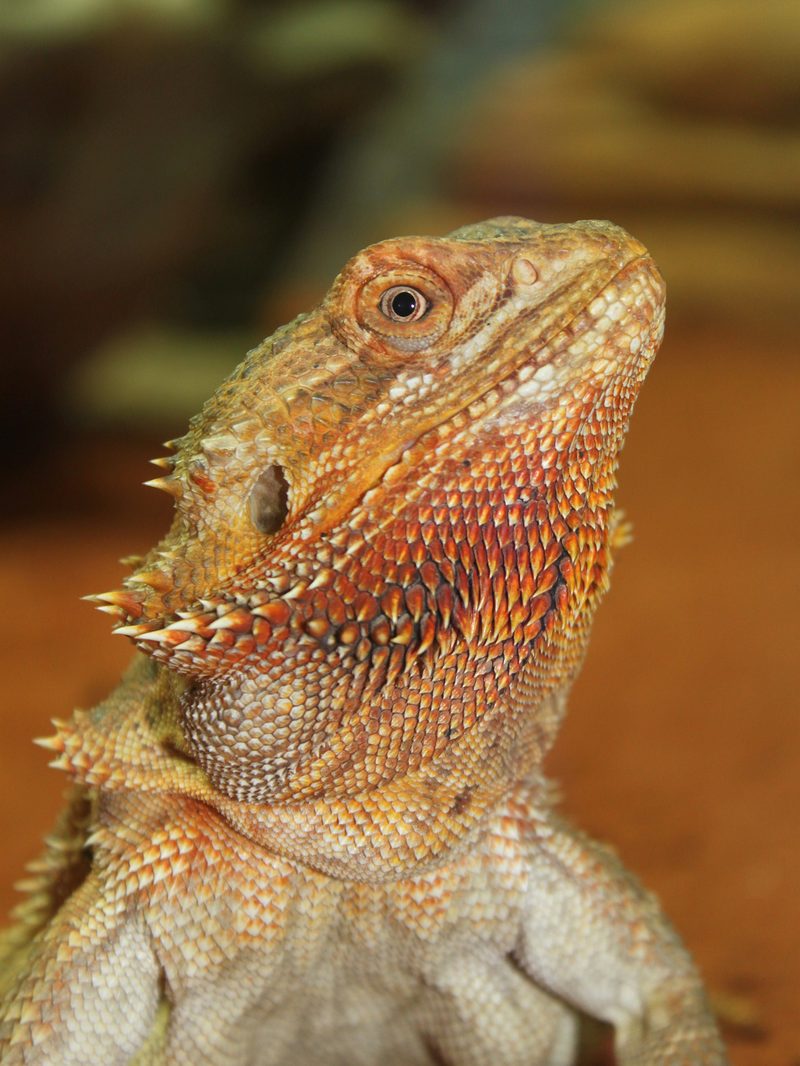Pogona dragon barbudo Irun