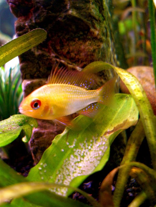 Ramirezi ciclido enano Irún - foto 3