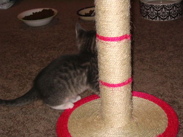 Rascador para gatos Irún - foto 2