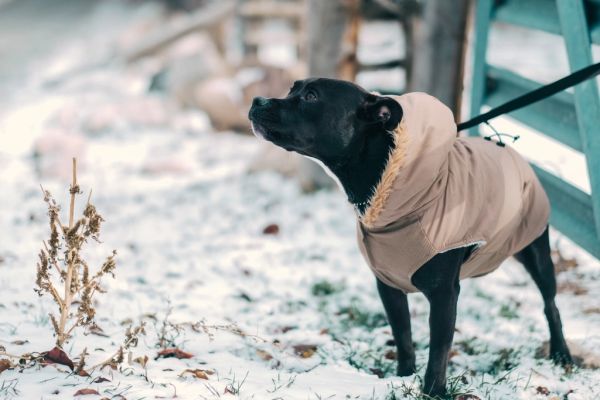 Chandal para perros Irún - foto 2
