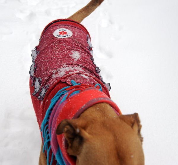 Chandal para perros Irún - foto 3