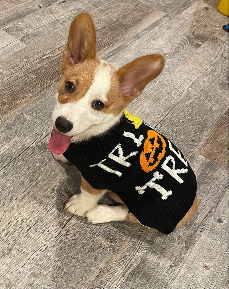 Chandal para perros Irún