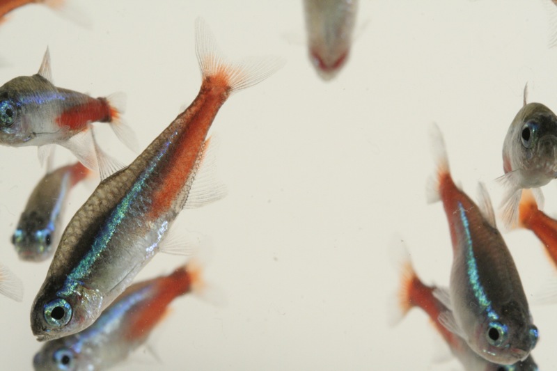 Serpae tetra rojo Irun