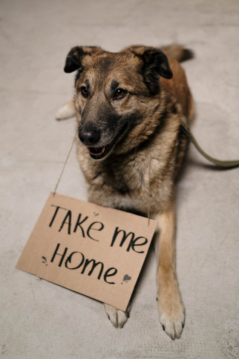 Snacks para perros Irun