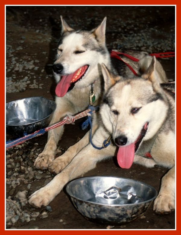 Suplementos para perros Irún - foto 2