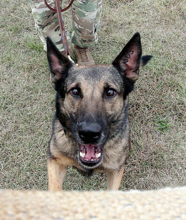 Suplementos para perros Irún - foto 3