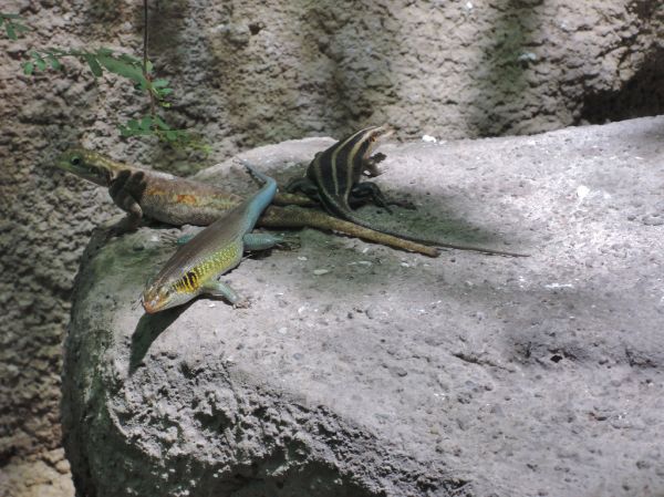 Sustrato para terrario Irún - foto 3