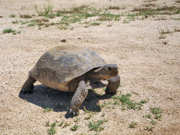 Tortugas terrestres Irún - foto 2