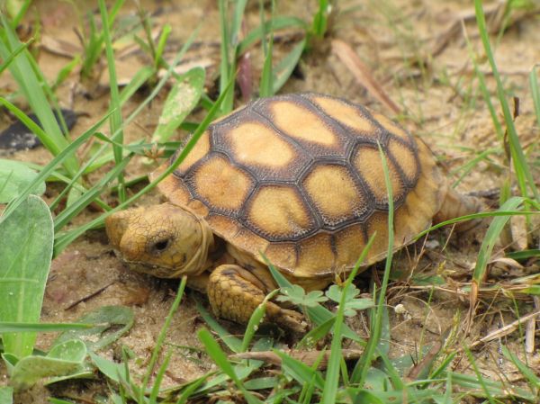 Tortugas terrestres Irún - foto 3