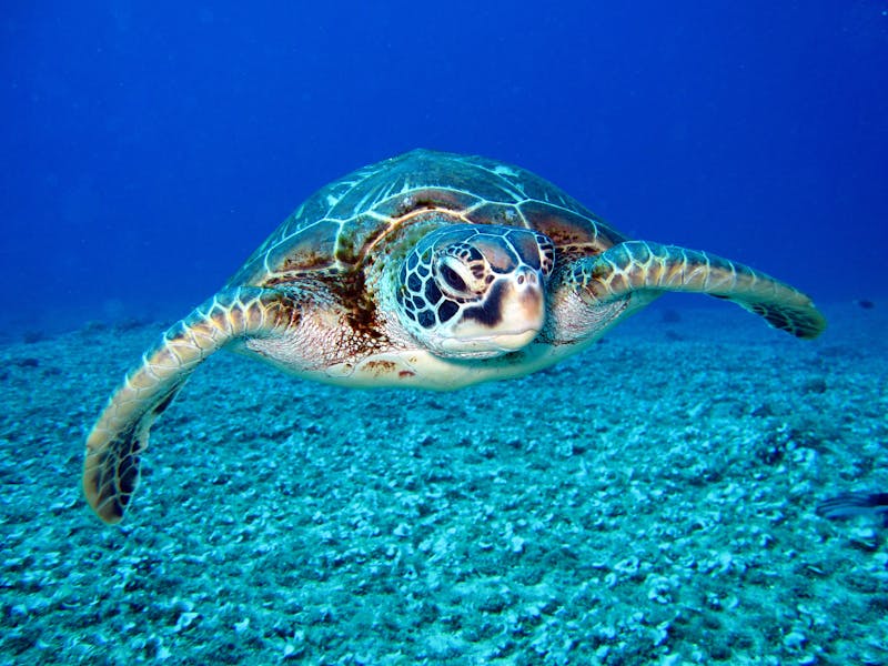 Comida para tortugas Irun