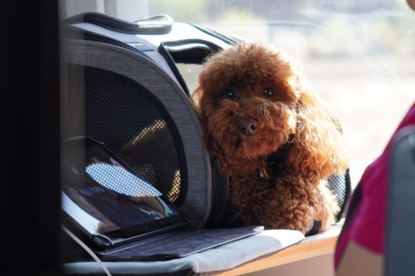 Transportin Para Perros Y Gatos Irún - foto 3
